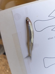 Atherinosoma microstoma