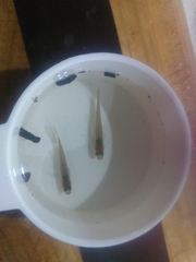 Nannoperca australis