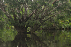 Macrolobium acaciifolium