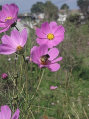 Bombus weisi
