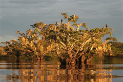 Macrolobium acaciifolium