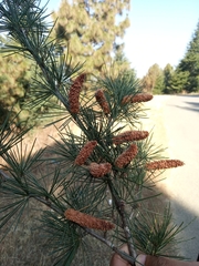 Cedrus deodara