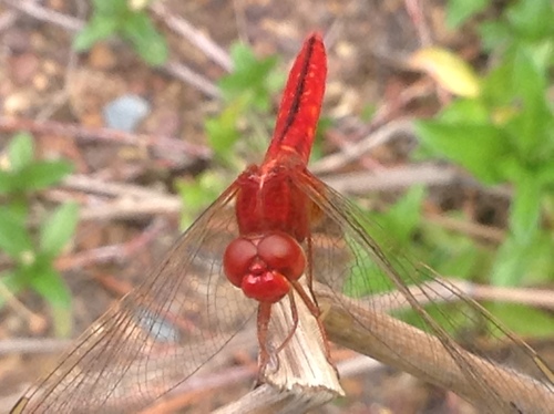 Scarlet Skimmer, photo 10 of 10