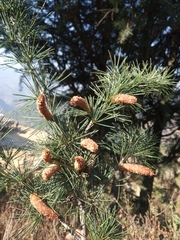 Cedrus deodara