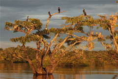 Macrolobium acaciifolium