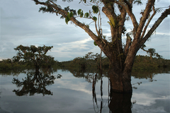 Macrolobium acaciifolium