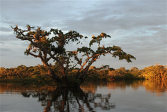 Macrolobium acaciifolium