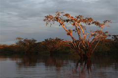 Macrolobium acaciifolium