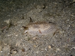 Pleurobranchaea meckeli