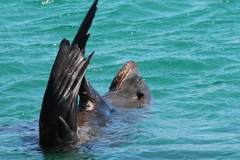 Arctocephalus pusillus