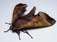Marumba echephron