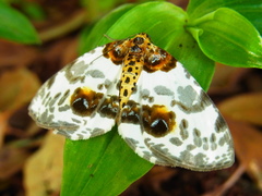 Abraxas miranda miranda