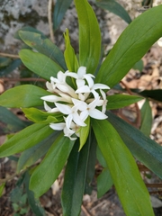 Daphne papyracea