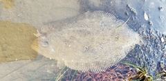 Paralichthys californicus