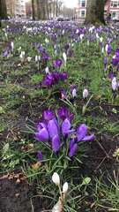 Crocus vernus