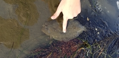 Paralichthys californicus
