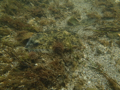 Rhombosolea tapirina