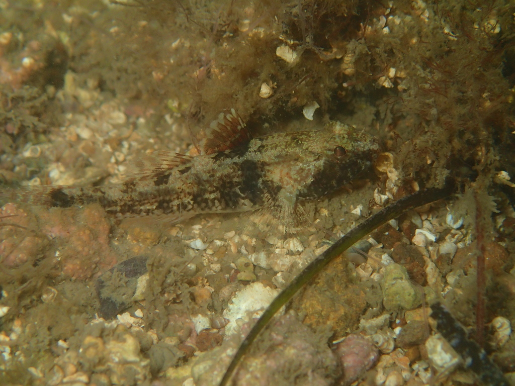 Twinbar Goby