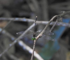 Nannophlebia eludens