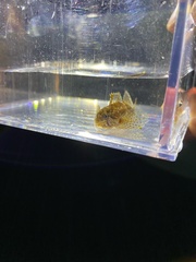 Clinocottus acuticeps