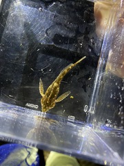 Clinocottus acuticeps