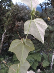 Passiflora rubrotincta