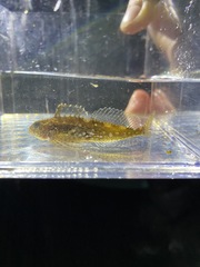 Clinocottus acuticeps