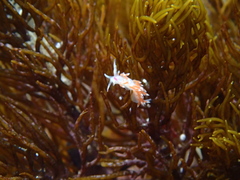 Coryphellina poenicia