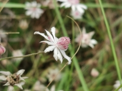 Actinotus forsythii