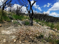 Actinotus forsythii