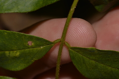 Austrosteenisia glabristyla