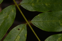 Austrosteenisia glabristyla