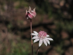 Actinotus forsythii