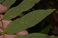 Austrosteenisia glabristyla