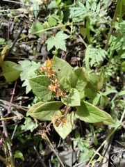 Ullucus tuberosus