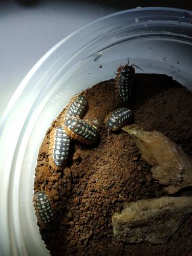 Werner's Pill Woodlouse