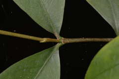 Cyclophyllum longipetalum