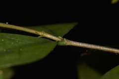 Cyclophyllum longipetalum