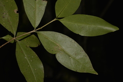 Cyclophyllum longipetalum