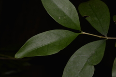 Cyclophyllum longipetalum