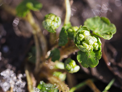 Chrysosplenium alternifolium
