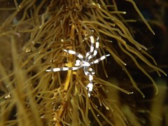 Stylopallene cheilorhynchus