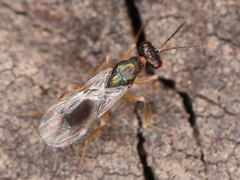 Chalcidoidea