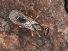 Chalcidoidea