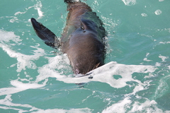 Arctocephalus pusillus