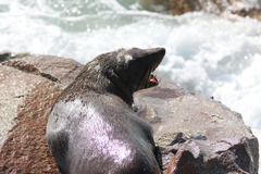 Arctocephalus pusillus