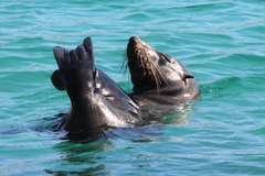 Arctocephalus pusillus