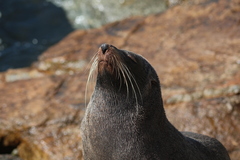Arctocephalus pusillus