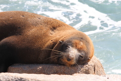 Arctocephalus pusillus