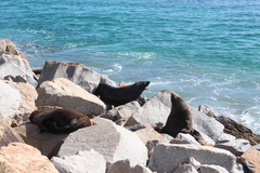 Arctocephalus pusillus